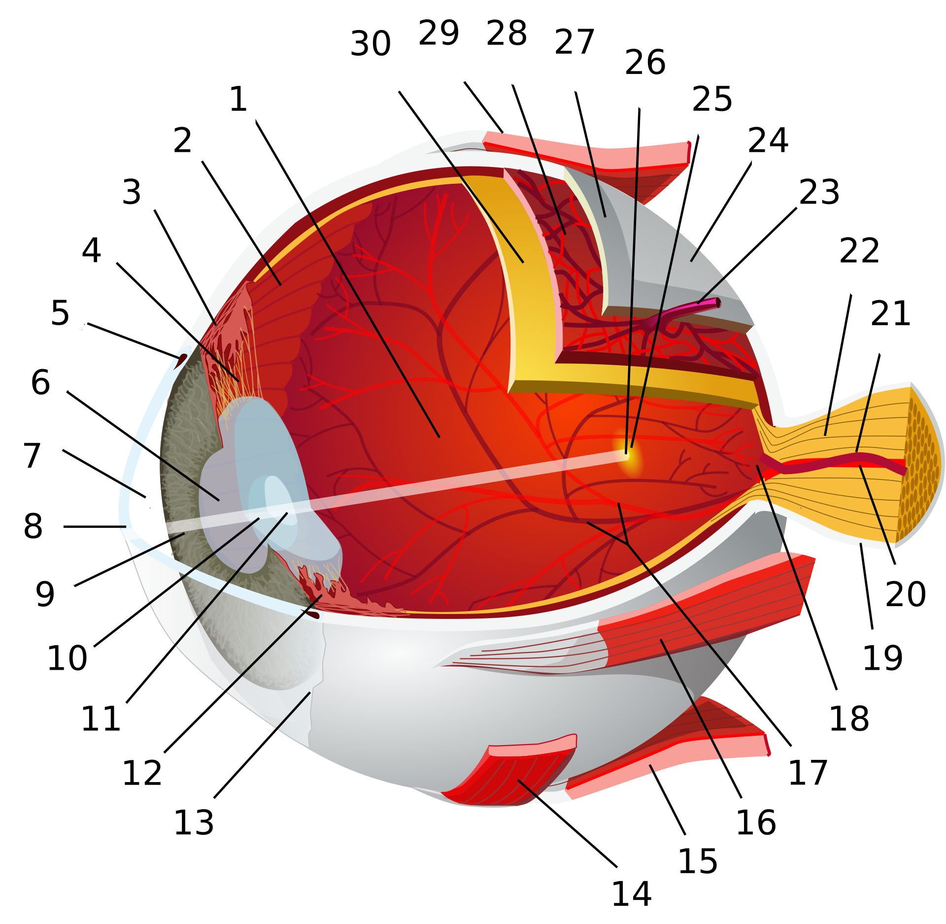 Zapalenie błony naczyniowej oka